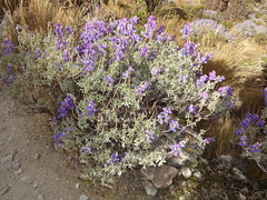 Lupinus tomentosus