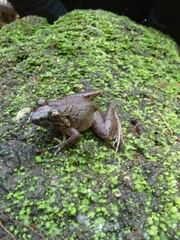 Limnonectes microdiscus