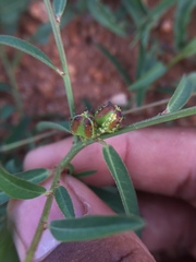 Microstachys chamaelea