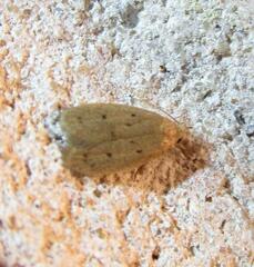 Inga obscuromaculella