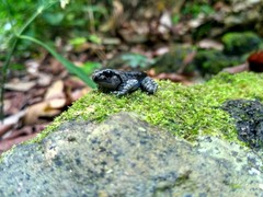 Leptobrachium hasseltii