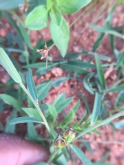 Microstachys chamaelea