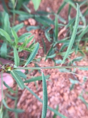 Microstachys chamaelea