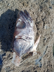 Merluccius merluccius