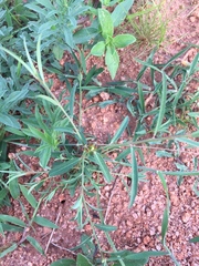 Microstachys chamaelea