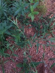 Microstachys chamaelea