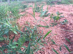 Microstachys chamaelea