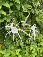 Hymenocallis