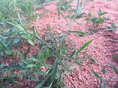 Microstachys chamaelea