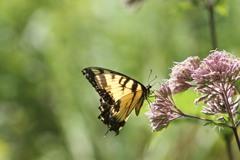Papilio glaucus