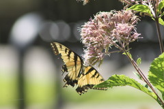 Papilio glaucus