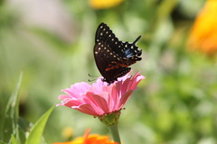 Papilio polyxenes