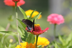 Papilio polyxenes