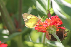Colias philodice
