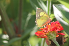 Colias philodice