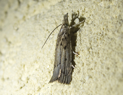 Agriphila tersellus