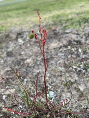 Rumex graminifolius