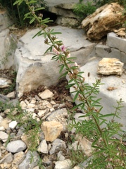 Lespedeza caraganae