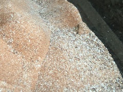 Eryx colubrinus loveridgei