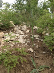 Vincetoxicum pycnostelma