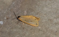 Setina irrorella