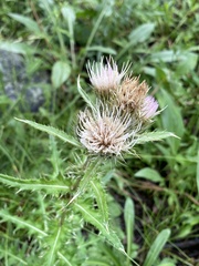 Cirsium osterhoutii