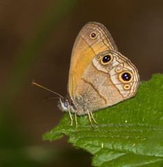 Pharneuptychia pharnabazos