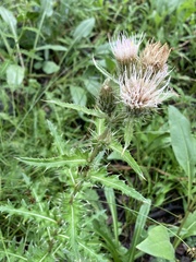 Cirsium osterhoutii