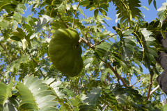 Enterolobium timbouva