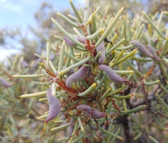 Hakea collina