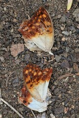 Charaxes varanes