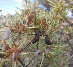 Hakea collina