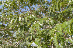 Enterolobium timbouva