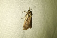 Ochropleura implecta