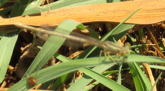 Odonata