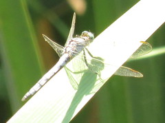 Odonata