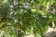 Enterolobium timbouva