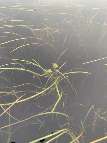 Image of Sparganium hyperboreum by (c) Valerii Glazunov, some rights reserved (CC BY)