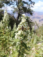 Exoprosopa rostrifera