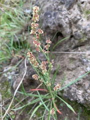 Rumex graminifolius