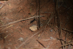 Ectomomyrmex javanus