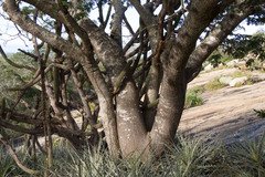 Enterolobium timbouva