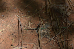 Ectomomyrmex javanus