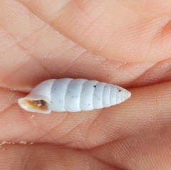 Fauxulus capensis