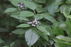 Cornus
