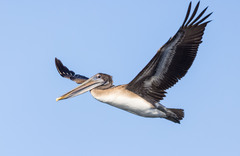 Pelecanus occidentalis