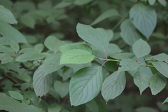 Cornus