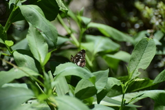 Limenitis doerriesi