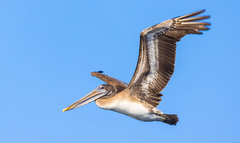 Pelecanus occidentalis
