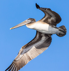 Pelecanus occidentalis